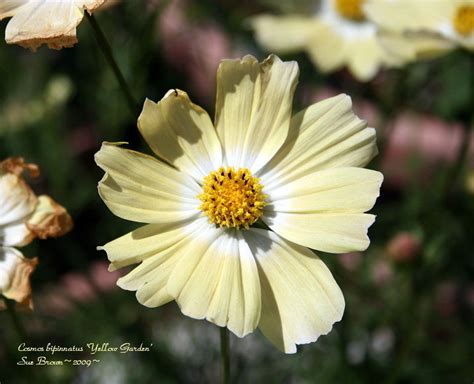 Plantfiles Pictures Common Cosmos Mexican Aster Yellow Garden