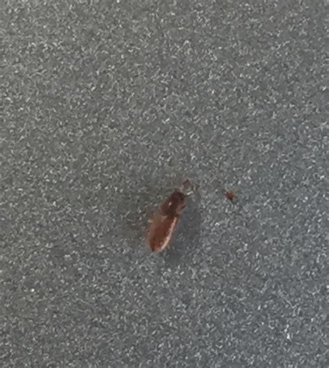Virginia Tiny Bugs Crawling Around My Walls In My Bedroom Help R