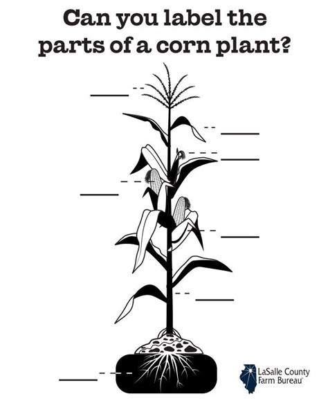 Label The Parts Of A Corn Plant The Answer Key Can Also Be Found On