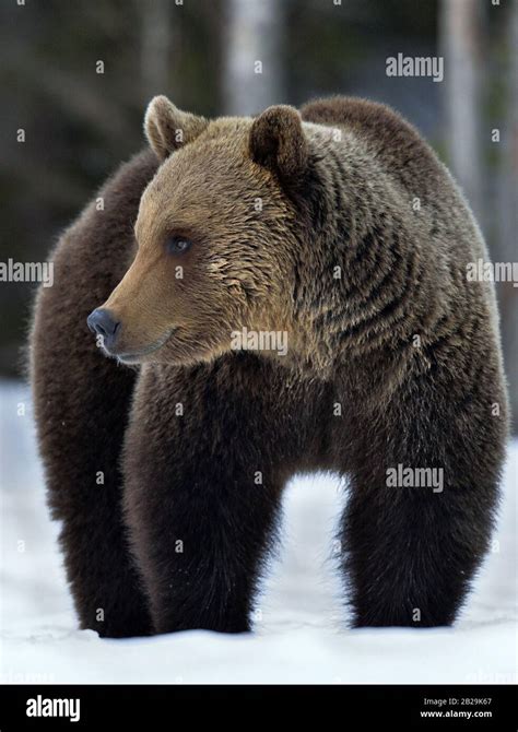 Wild Adult Brown Bear In Winter Forest Scientific Name Ursus Arctos
