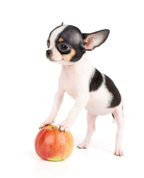 Black And White Apple Head Chihuahua With An Actual Apple Apple Head Chihuahua Cute