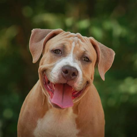 The source does not provide the publication date. National Pit Bull Awareness Day 2019 — History and How To ...