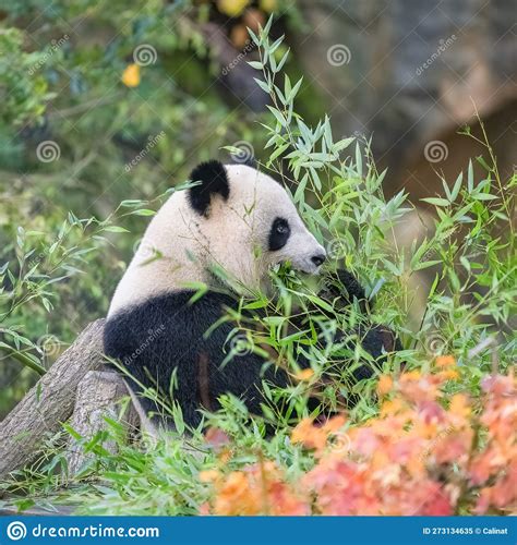 A Giant Panda Eating Bamboo Stock Image Image Of Park Autumn 273134635