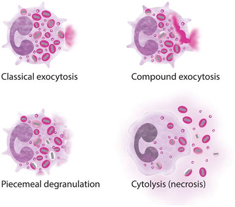 Frontiers Eosinophil Secretion Of Granule Derived Cytokines Immunology