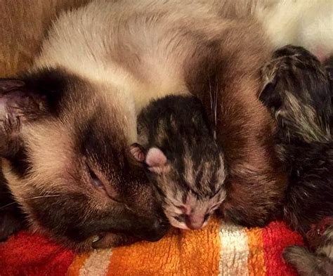Siamese Rescue Cat Gives Birth To A Litter Of 4 Striped Tabby Kittens