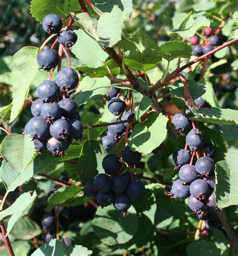 Image Result For Saskatoon Berry Plant Berry Plants Fruit Plants