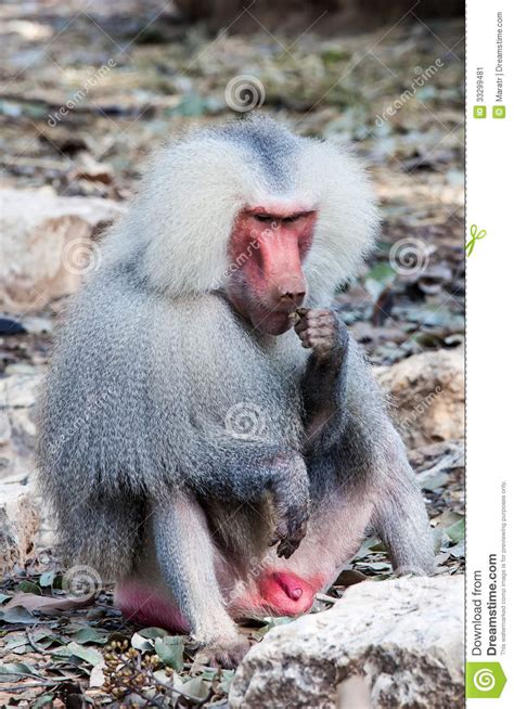 Baboon Stock Image Image Of Sitting Animal Full