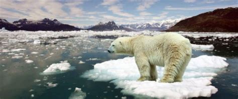 Polar Bears And Ringed Seals Rising Global Temperatures Affect Arctic