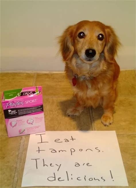 Funny Animal Pictures Of The Day 28 Pics Hunde