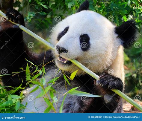 Pandariese Der Bambus Isst Stockbild Bild Von Zoologie Leuchte