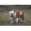 Nice British Bulldog Stud Dog  Snub Nosed K9s Dogs For Sale NZ & AUS
