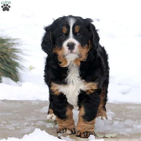 Joey Miniature Bernese Mountain Dog Puppy For Sale In