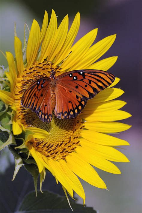 Butterfly On Sunflower Photograph By Paul Wilkinson Fine Art America