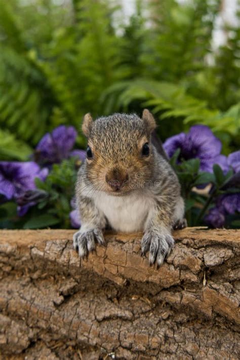 Baby Gray Squirrel Stockbild Bild Von Zerstörend Lebensraum 53523523