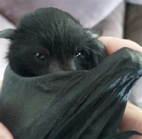 Baby Flying Fox Practicing His Best Dracula Impression Haunted