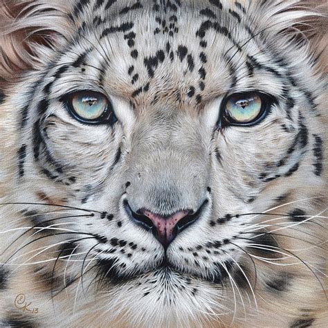 Animal drawings big cats snow leopard. Faces Of The Wild - Snow Leopard Drawing by Elena Kolotusha