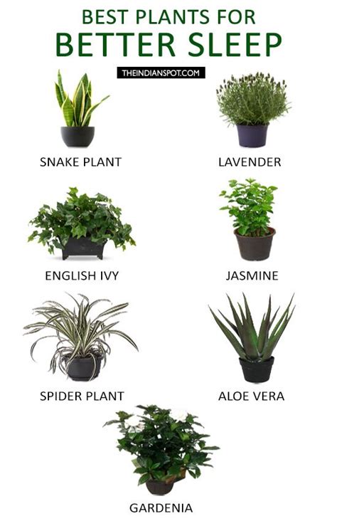 Best Plants To Keep In Your Bedroom To Help You Sleep