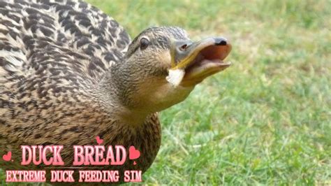 Duck Bread Extreme Duck Feeding Sim Youtube