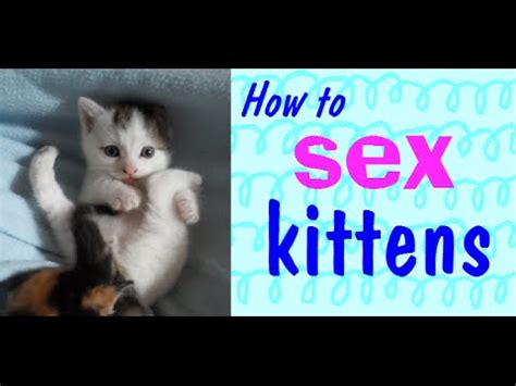 How To Sex Kittens Youtube