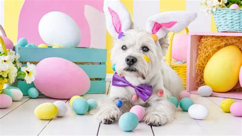 Common Easter Pet Dangers