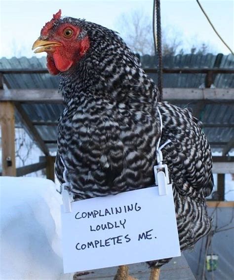 Chicken Shaming Is All You Need To Make You Laugh Today 45 Pics