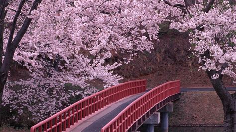 Flowering Trees Bridge River Spring Flower Hd Wallpaper Цветущие