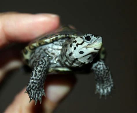4437 Best Images About Reptiles On Pinterest Baby Sea Turtles