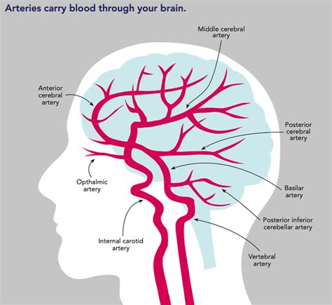 Brain And Arteries Enableme Stroke Recovery And Support