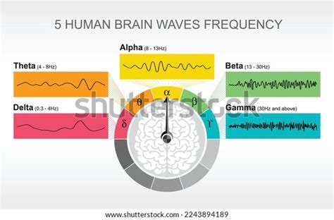 Measure Tune Brain Waves Eeg Brain Stock Vector Royalty Free