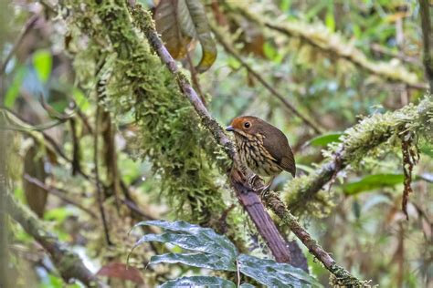 Northern Peru Tours Endemics And Specialities Birdquest