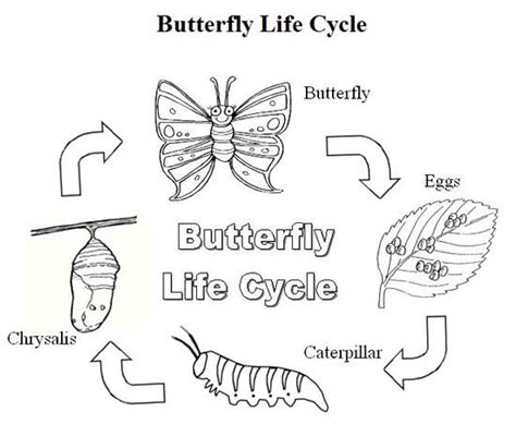 Coloring Pages Butterfly Metamorphosis | Free coloring pages for kids | Butterfly coloring page