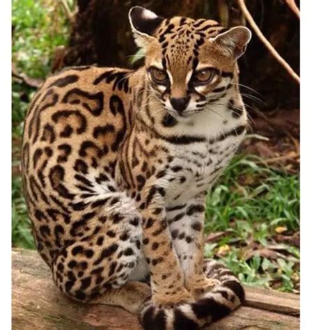 Adorable Margay Cats And Their Unbelievable Abilities 9 Pictures
