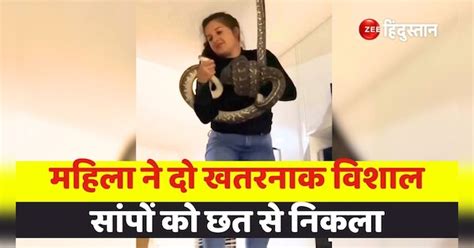 Snake Video Woman Removes Two Dangerous Huge Snakes From The Roof You