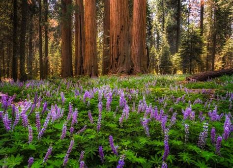 🇺🇸 Early Spring Morning In The Redwood Forest Sequoia National Park