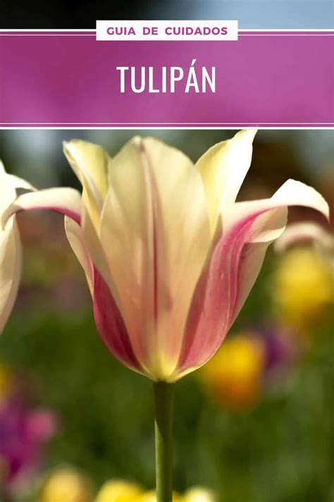 Tulipan Cuidados Cultivo Y Reproducción De La Tulipa Ficha