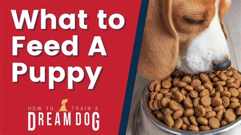 What Is Best To Feed A Puppy