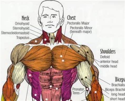 Diagram Of Body Muscles And Names Human Muscles Diagram 25 Best