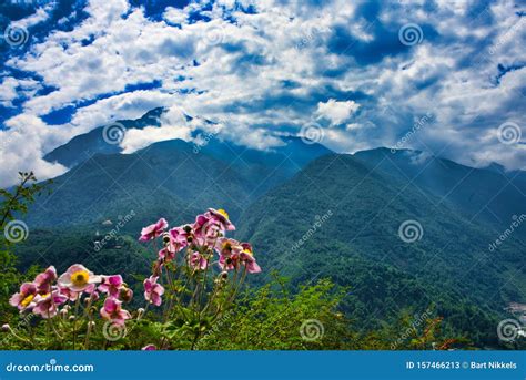 Pink Mountain Flowers Stock Image Image Of Himalaya 157466213