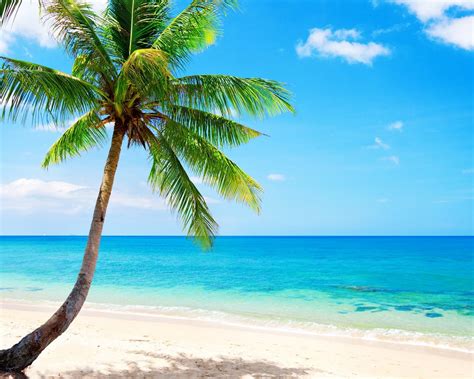 Lonely Palm Tree Tropical Beach Coast Sea Wallpapers
