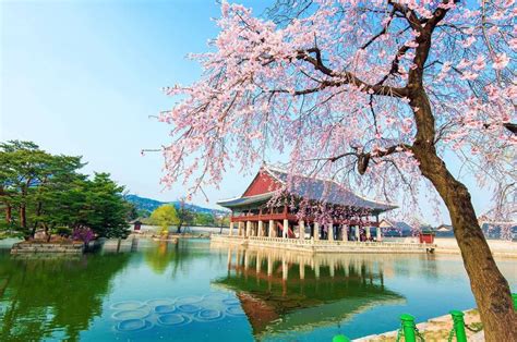 Paket Tour Ke Korea Selatan 6 Hari 5 Malam Mei Musim Semi Spring 2024 Paket Trip Dan Tour