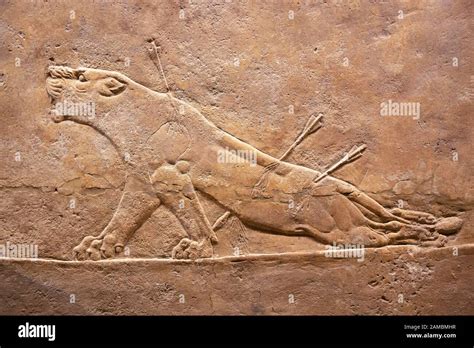 Dying Lion Arrows In Its Body Royal Lion Hunt Relief From The
