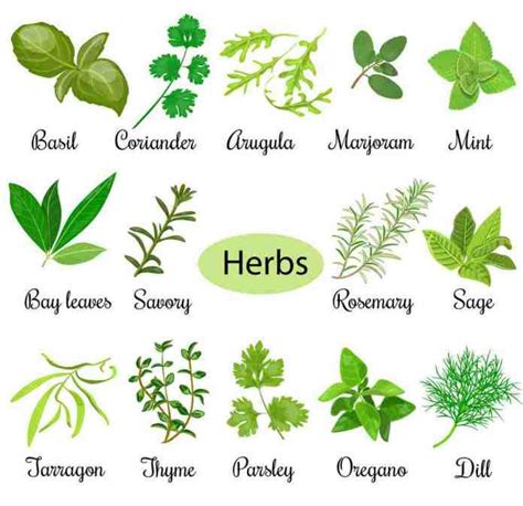 Incredible Herb Plants Examples With Names Ideas Herb Garden Planter