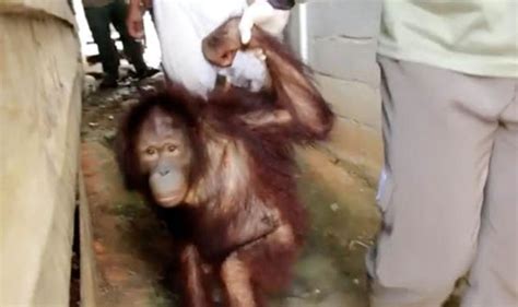 Free At Last Heart Warming Moment Sad Eyed Orangutan Is Freed Nature