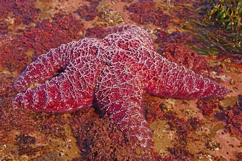 Purple Sea Star Exposed By Low Tides Stock Image Image Of Water