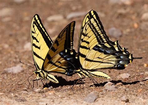 Two Tailed Tiger Swallowtail Butterfly Isolated On White Background