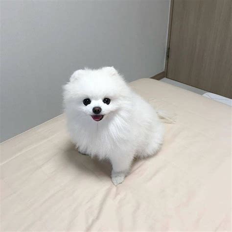 Cute And Adorable Pomeranian Puppies Available For Sale Adoption From