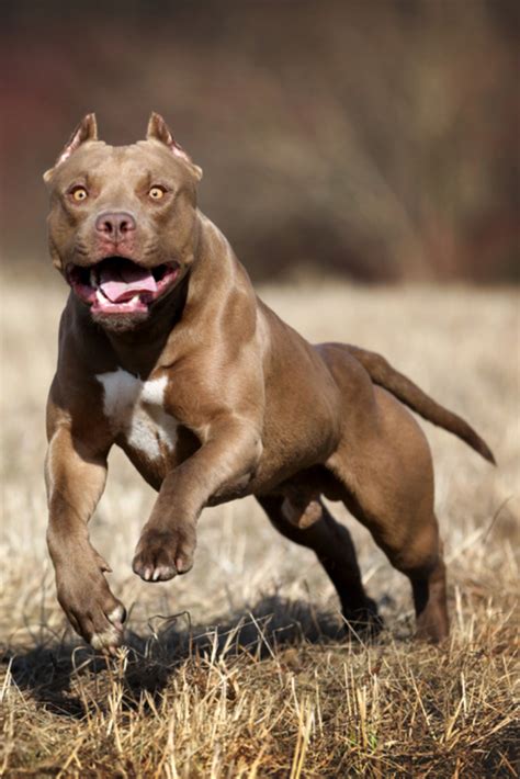 Pin On Pit Bull