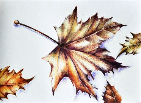 Realistic Leaf Drawing At Getdrawings Free Download