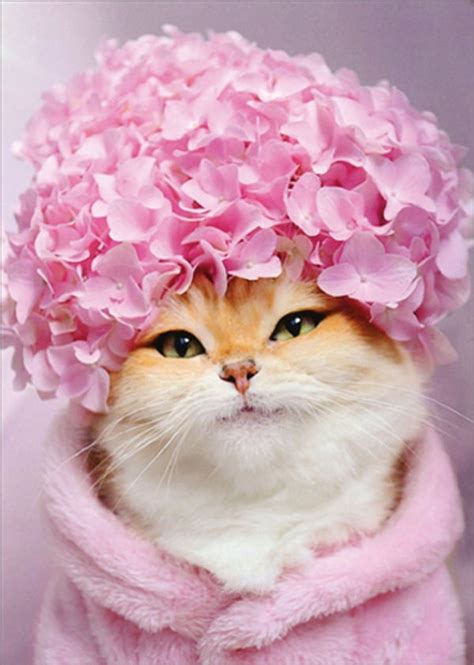 Avanti Press Kitty Cat Pink Hydrangea Cap Feminine Humorous Funny Birthday Card For Woman