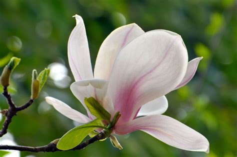 No physical item will be sent! The Magnolia Tree and its Many Amazing Varieties